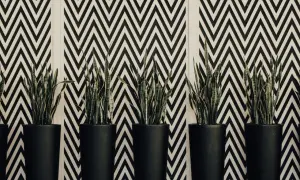Plantes vertes dans des pots noirs devant un mur au motif géométrique en zigzag noir et blanc.