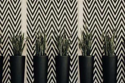 Plantes vertes dans des pots noirs devant un mur au motif géométrique en zigzag noir et blanc.
