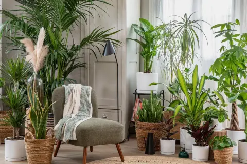 Un fauteuil confortable entouré de plantes luxuriantes, une belle idée déco coin salon pour une ambiance tropicale et apaisante.