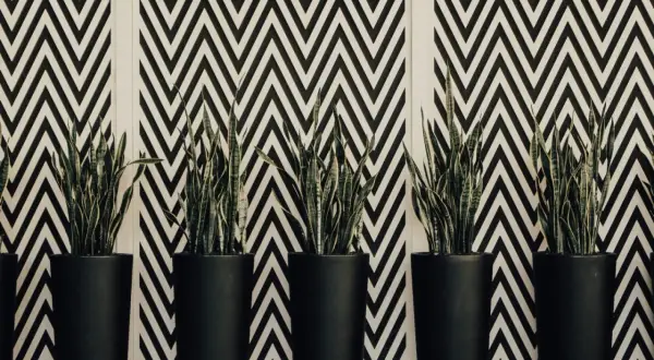 Plantes vertes dans des pots noirs devant un mur au motif géométrique en zigzag noir et blanc.