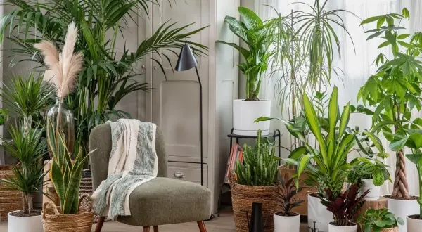 Un fauteuil confortable entouré de plantes luxuriantes, une belle idée déco coin salon pour une ambiance tropicale et apaisante.