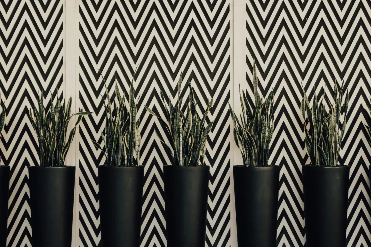 Plantes vertes dans des pots noirs devant un mur au motif géométrique en zigzag noir et blanc.