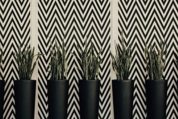 Plantes vertes dans des pots noirs devant un mur au motif géométrique en zigzag noir et blanc.