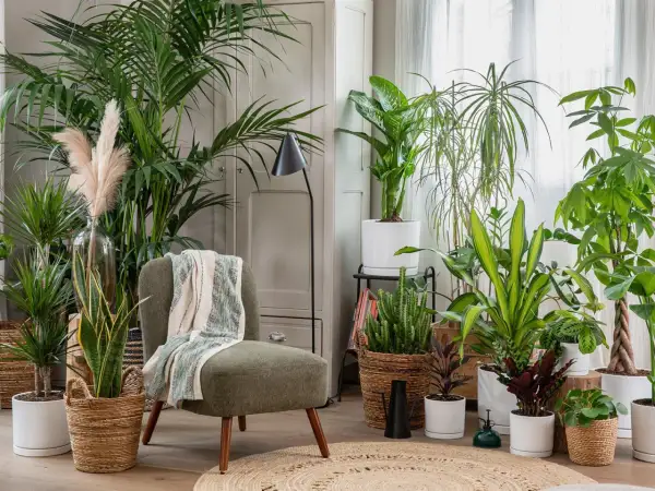 Un fauteuil confortable entouré de plantes luxuriantes, une belle idée déco coin salon pour une ambiance tropicale et apaisante.